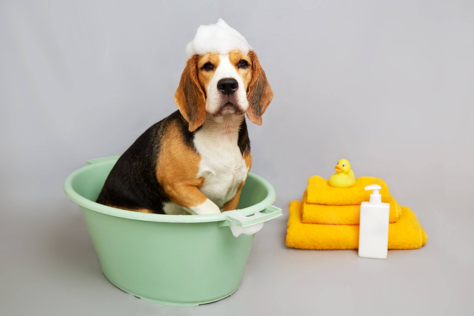 Serviços de Spa Animal
